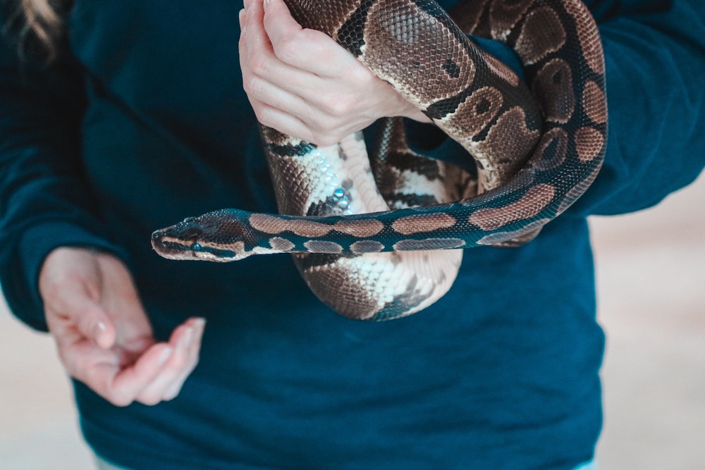 Tips for Finding the Best Reptile Vet in Your Area