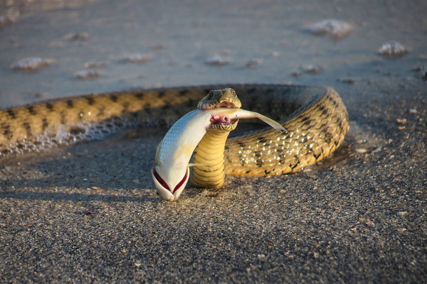 What can you feed a snake in addition to rodents? Prey variety is key.