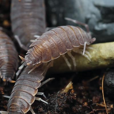Isopods eating a pellet.