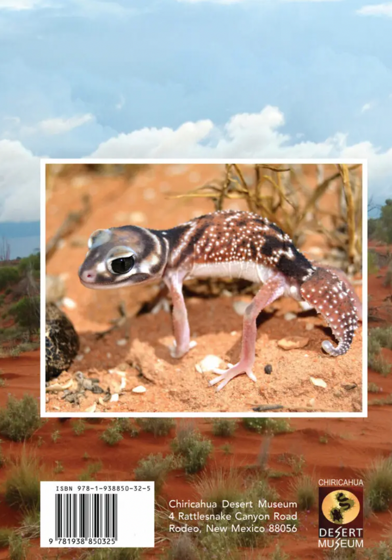 The Complete Knob-tailed Gecko