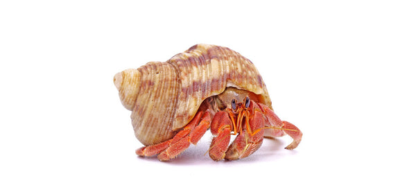 Hermit Crab on white background