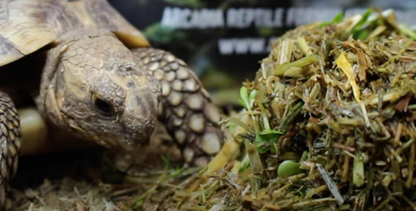 Watch a Hungry Tortoise Munch on the New Optimised52 Tortoise Diet