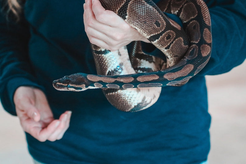 Woman holding a pet snake.