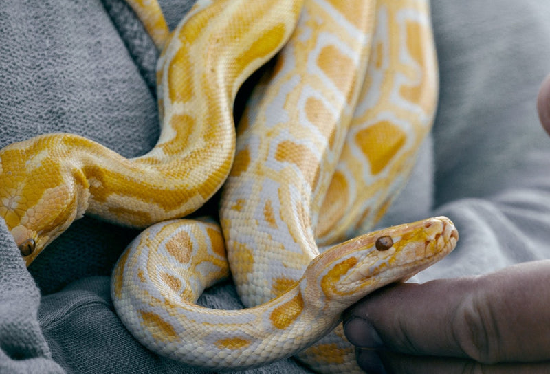 What to Do with Your Reptile in an Impending Weather Crisis