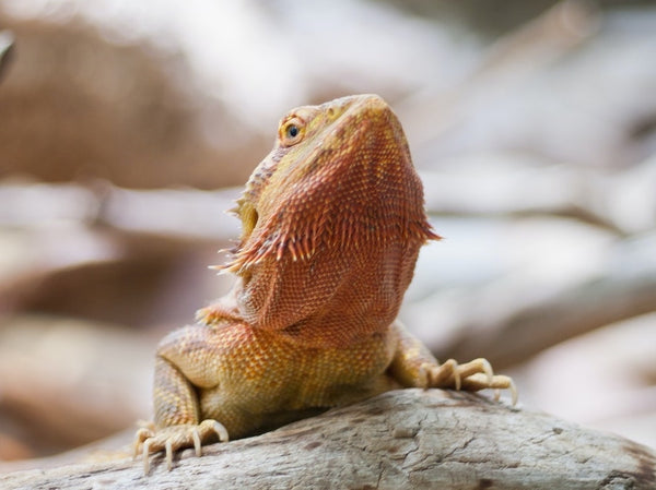 Tips for Choosing A Thermostat for Your Reptile Enclosure
