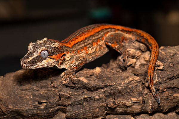 image of gargoyle gecko basking on cork bark