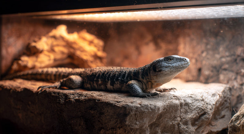 lizard basking