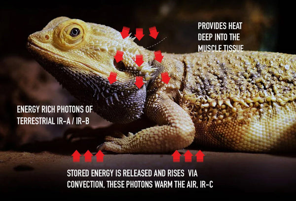 Diagram of Bearded Dragon receiving infrared heat from a deep heat projector