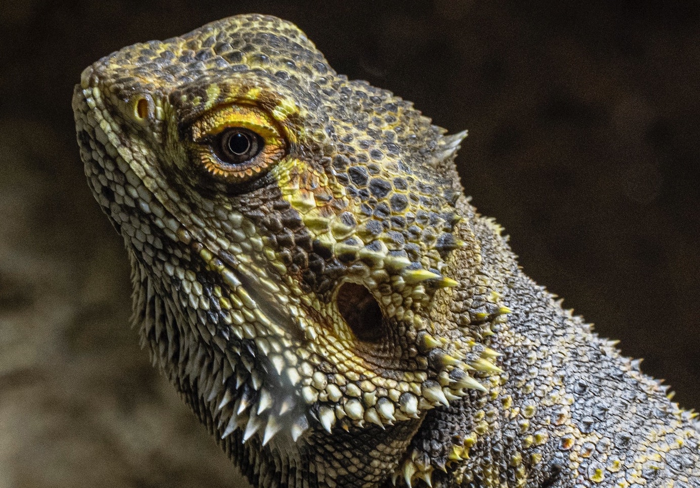 UVB Lighting is the Perfect Partner to Your Reptile's Heat Bulb - Reptile Skin Shedding And Uvb Industry
