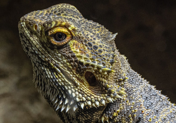 UVB Lighting is the Perfect Partner to Your Reptile's Heat Bulb