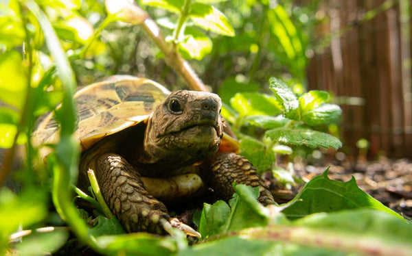 Tortoise inside its habitat after waking up from brumation period