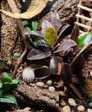 Premium Cork Bark Tubes, Extra Small