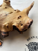 Mopani Wood for Terrarium or Aquarium