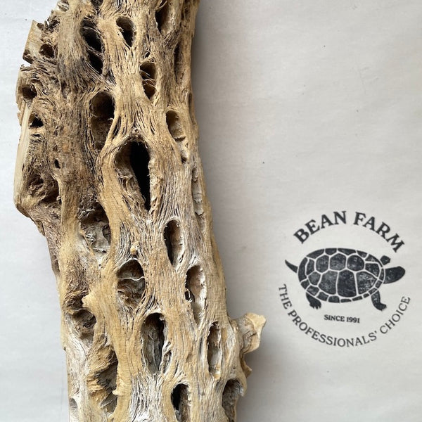BeanFarm_ReptileTerrarium_Chol