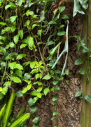 Plants covering wall made of cork bark flats.