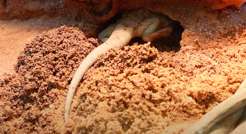 Zoo Med - Excavator Clay Burrowing Substrate Overview