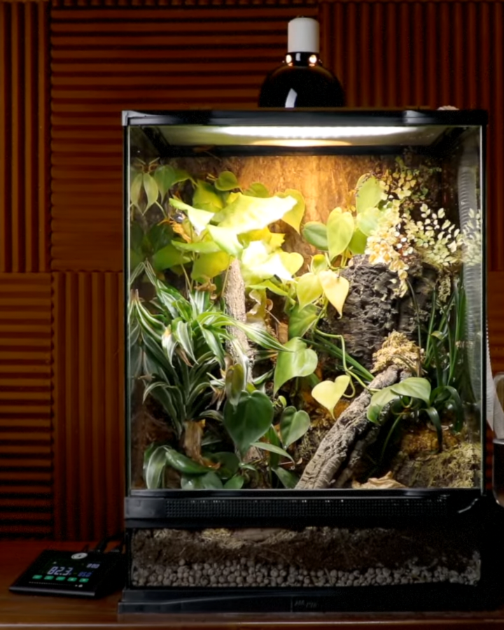 Terrarium with plants and a light bulb on a wooden background