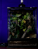Terrarium with plants against darkened background.