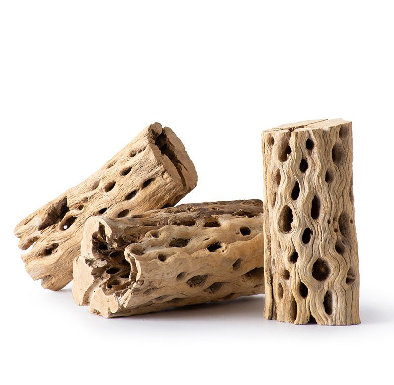 Cholla Wood