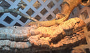 Lizard basking on a cork bark tube log