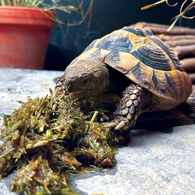 Optimised52 Freshly Pressed Tortoise Food