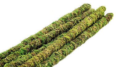 Mossy Sticks 24", pack of 6 - bean-farm