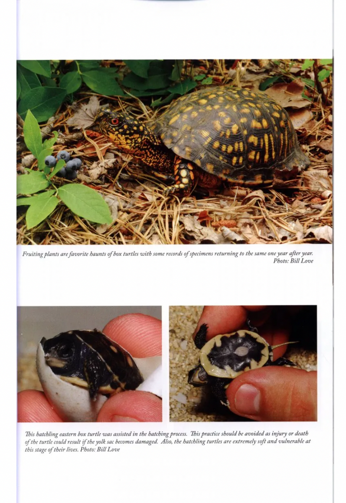 The Complete North American Box Turtle