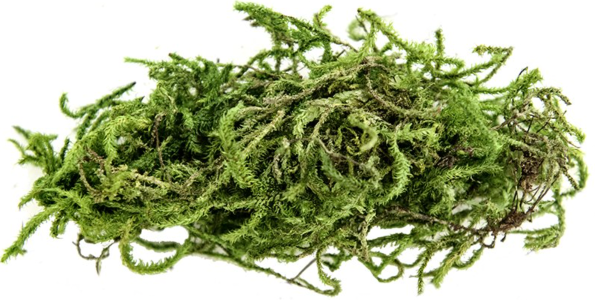 Green Sphagnum Moss, 4qt Resealable Bag