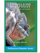 Chameleons in Captivity