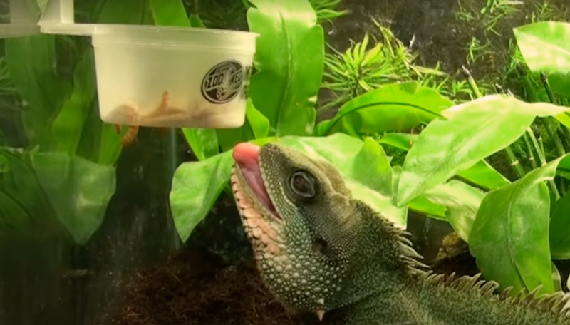 Mealworm 2024 feeder reptile