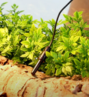 ReptiTemp Digital Thermostat with Sensor