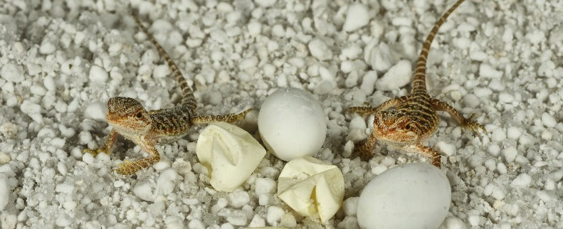HatchRite™ Small Incubation Kit